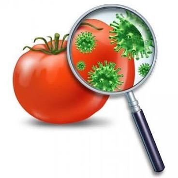 Рвет болит голова и болит желудок что это