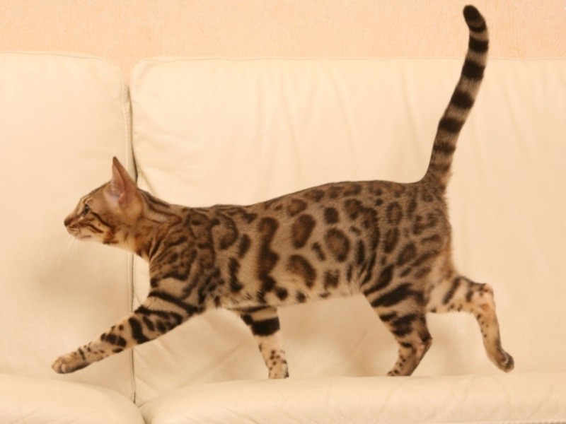 Что болит у кота если он выгибает спину