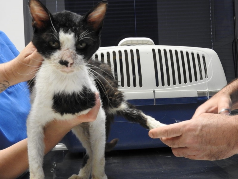 Что болит у кота если он выгибает спину