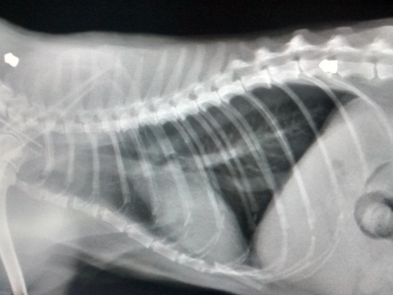 Что болит у кота если он выгибает спину