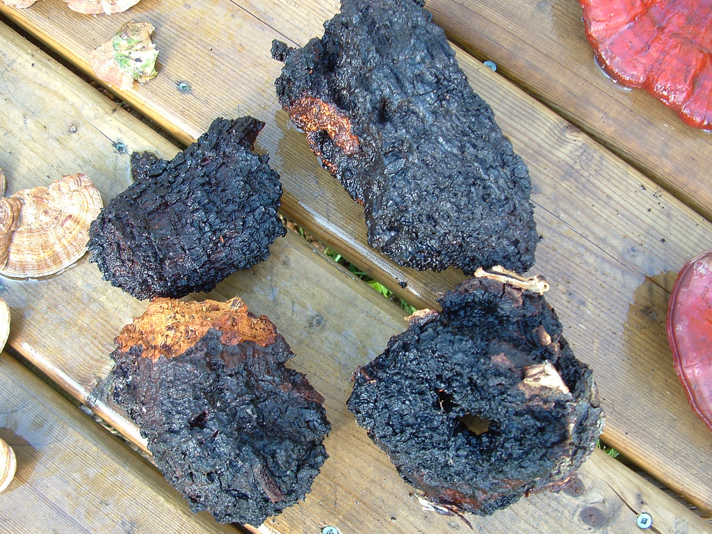 Может ли от чаги болеть голова