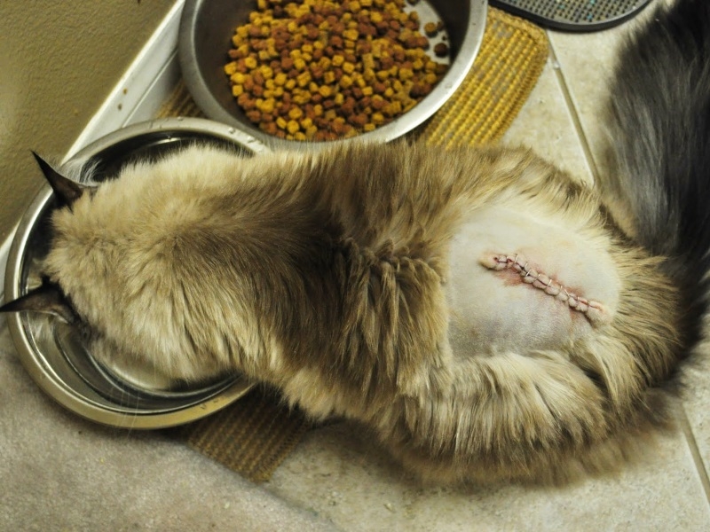 Что болит у кота если он выгибает спину