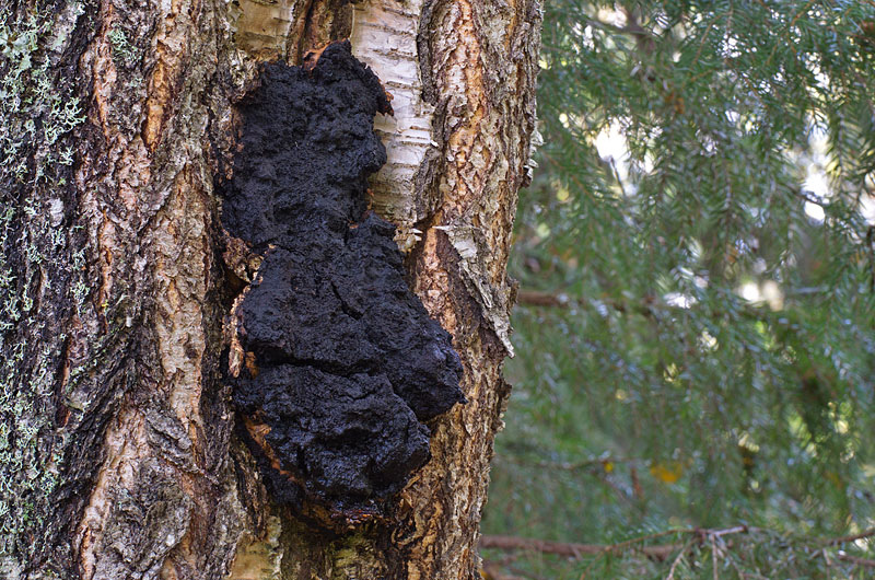 Может ли от чаги болеть голова