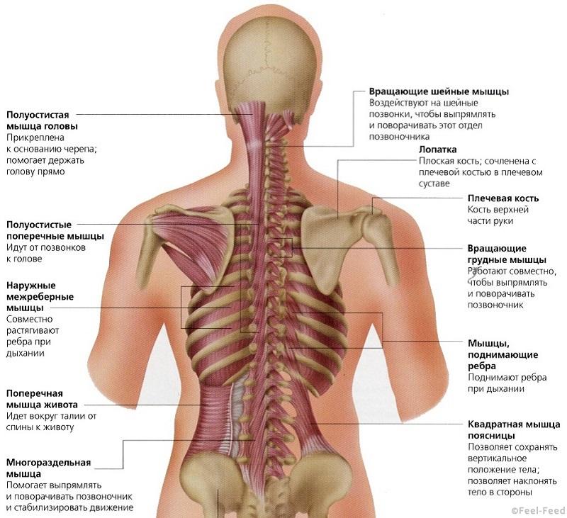 Болит сам позвоночник посередине спины