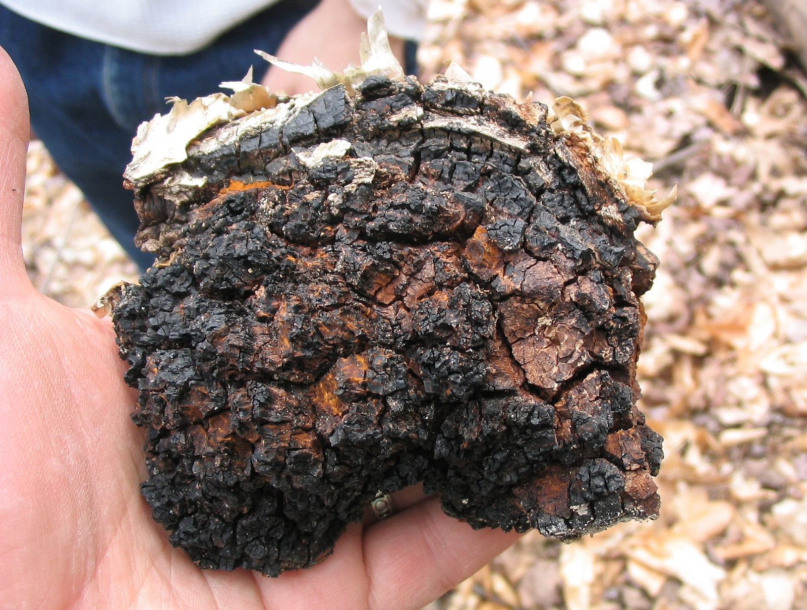 Может ли от чаги болеть голова