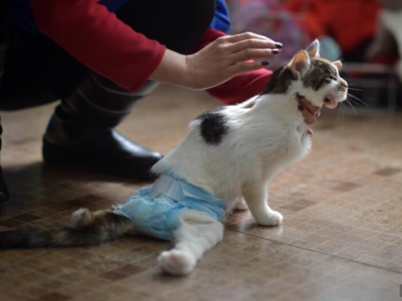 Что болит у кота если он выгибает спину