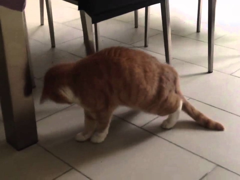 Что болит у кота если он выгибает спину