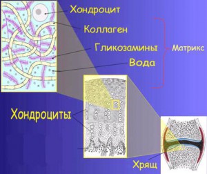 Болит спина при катании на роликах