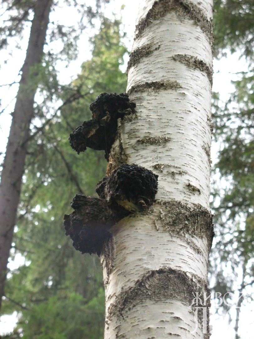 Может ли от чаги болеть голова