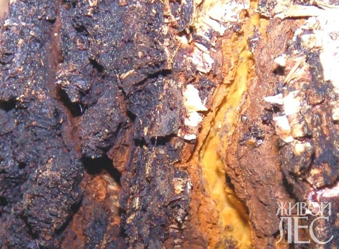 Копия DSC_0106 - копия Копия DSC_0106 - копия