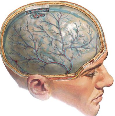 Рвет болит голова и болит желудок что это