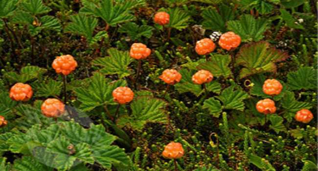 морошка полезные свойства и противопоказания-применение-рецепты