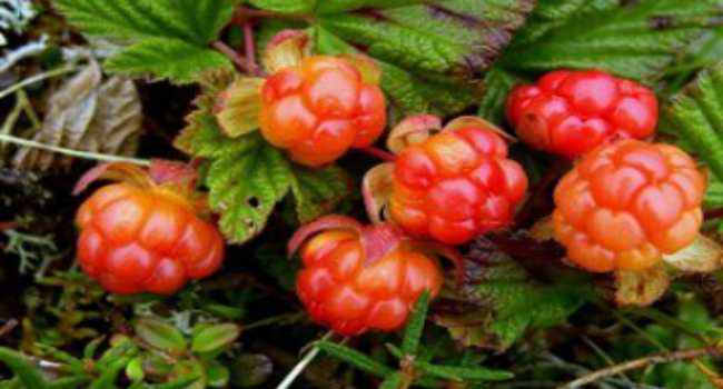 морошка-применение