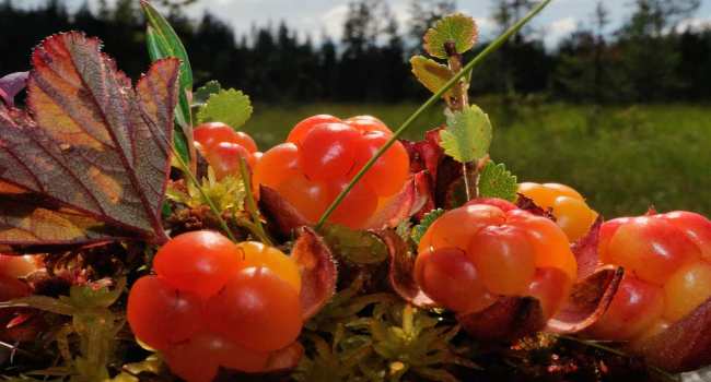 морошка-свойства-лечебные